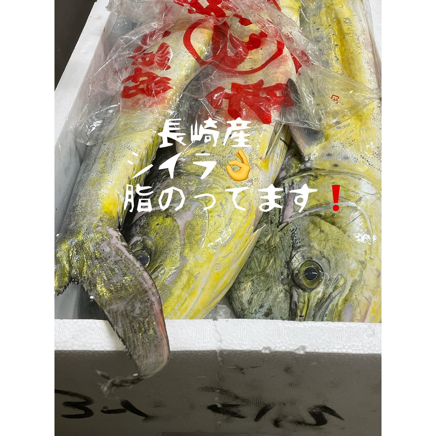 おはようございますさかな屋えうらです??本日も､よろしくお願いいたします‍♂️#熊本市北区 #高平 #さかな屋えうら ??#本日 #晴天 #せんぽうし牡蠣 #うまし #シイラ #オリーブぶり #にぎり寿司 #やりいか #美味しいお魚 ??#色々 #あります #本日もよろしくお願いします ‍♂️